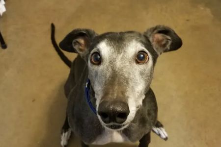 Northeast Animal Clinic: Ng Jennifer DVM