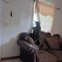 Pet Supermarket ico