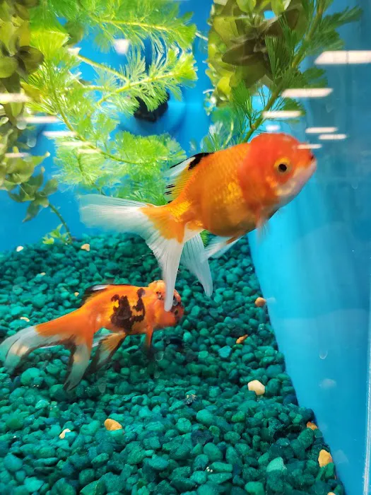 Pet Supermarket 12