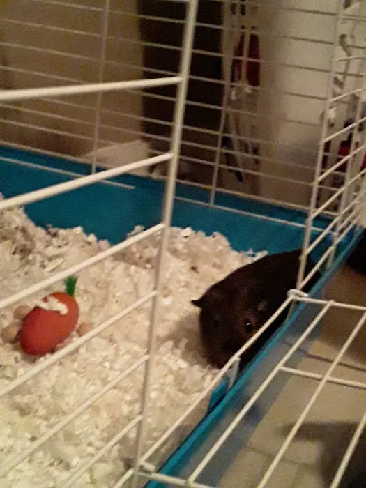 Pet Supermarket 12