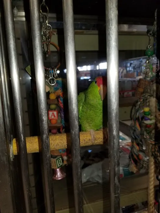 Wet Pets 12