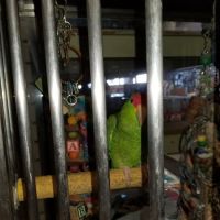 Wet Pets ico