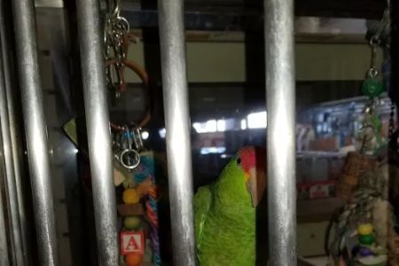 Wet Pets