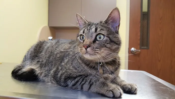 Sandhills Veterinary Hospital 12