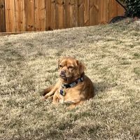 Pet Friends Veterinary Clinic ico