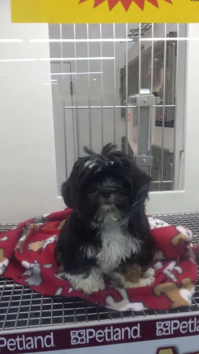 Petland Montgomery 12