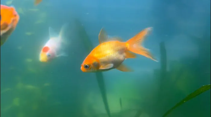 Aquarium Workshop 12