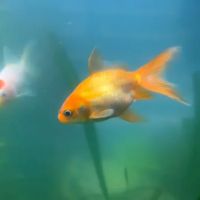 Aquarium Workshop ico