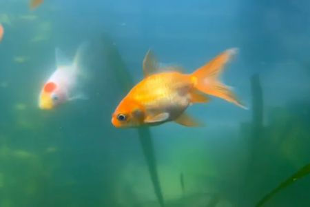 Aquarium Workshop