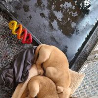 Johnston Animal Hospital ico