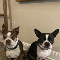 Metairie Small Animal Hospital - West Esplanade Clinic ico
