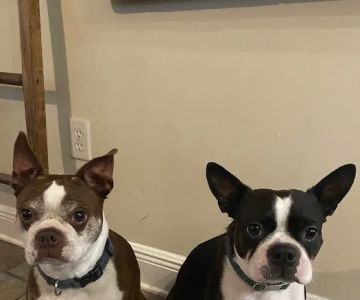 Metairie Small Animal Hospital - West Esplanade Clinic