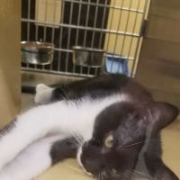 Banfield Pet Hospital ico