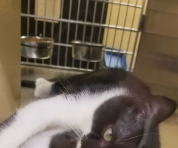Banfield Pet Hospital