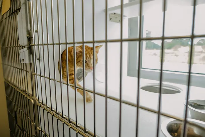 Levy Veterinary Hospital 5
