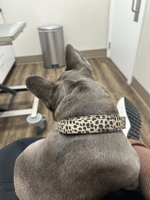 Levy Veterinary Hospital 10