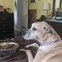 McMillan Veterinary Clinic ico
