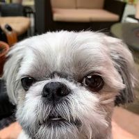 Critter Clinic ico
