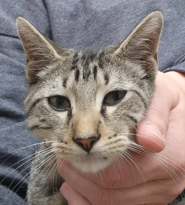 South Water Animal Hospital 12