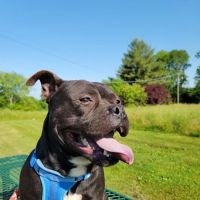 Sumner Spay Neuter Alliance ico