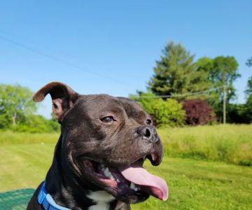 Sumner Spay Neuter Alliance