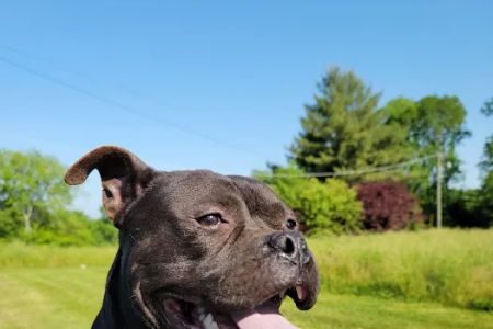 Sumner Spay Neuter Alliance