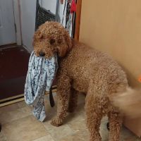 Banfield Pet Hospital ico