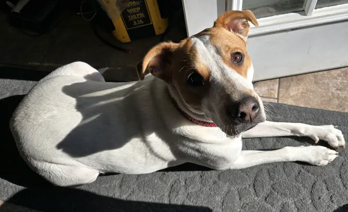 Banfield Pet Hospital 12