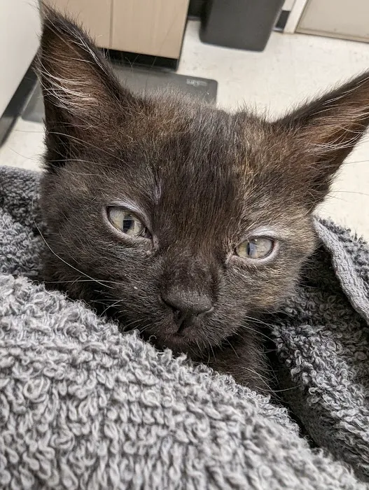 Pets R Us Vet 12