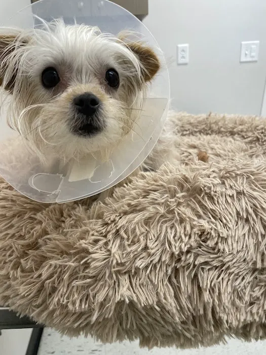 Pets R Us Vet 12