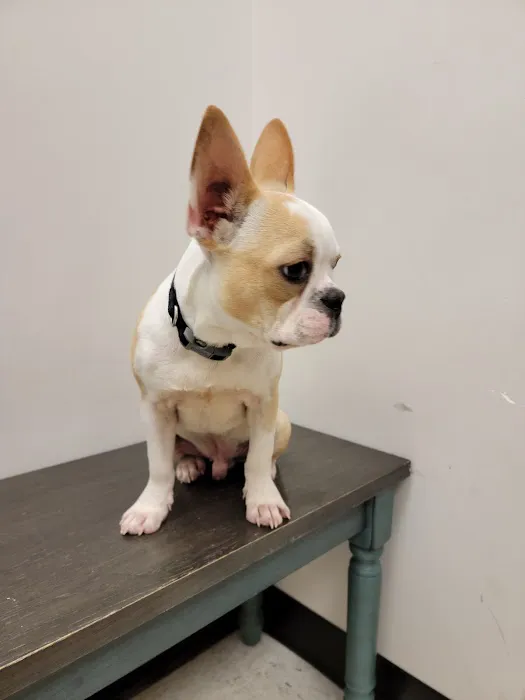 Pets R Us Vet 12