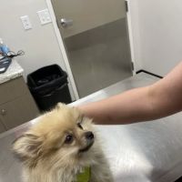 Pets R Us Vet ico
