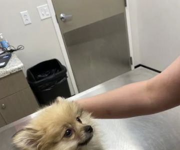 Pets R Us Vet