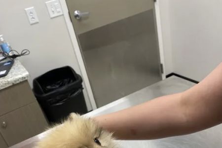 Pets R Us Vet