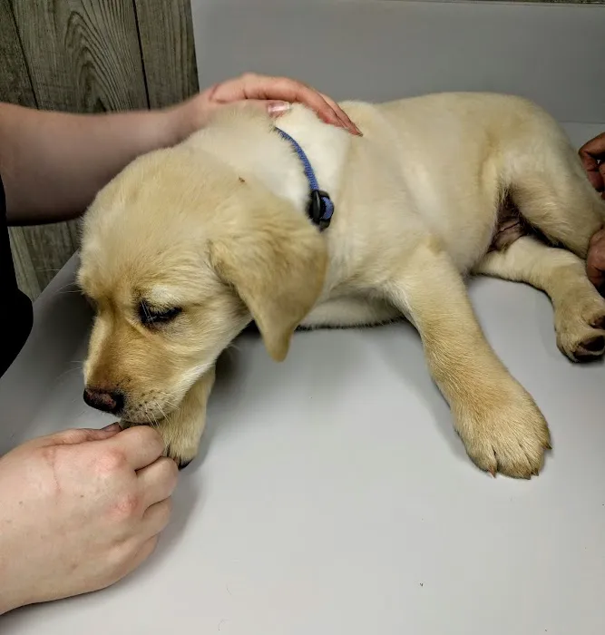 Veterinary Associates of Murfreesboro 12