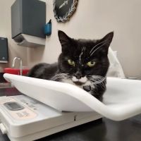 Mill Creek Animal Hospital ico