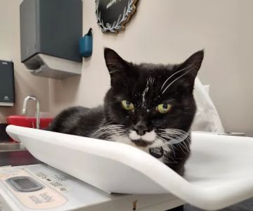 Mill Creek Animal Hospital