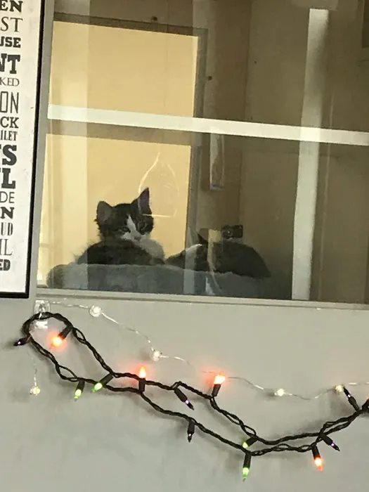 Mill Creek Animal Hospital 12