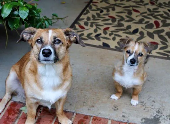 Brogli Lane Weaver & Alexander Animal Hospital 12