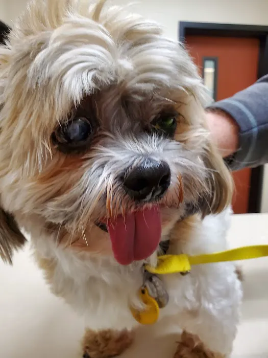 Brogli Lane Weaver & Alexander Animal Hospital 12