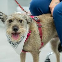 Nolensville Veterinary Hospital ico