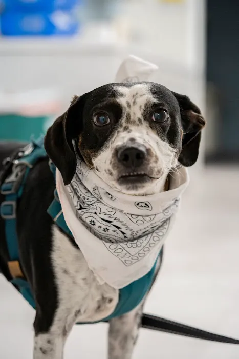 Nolensville Veterinary Hospital 12