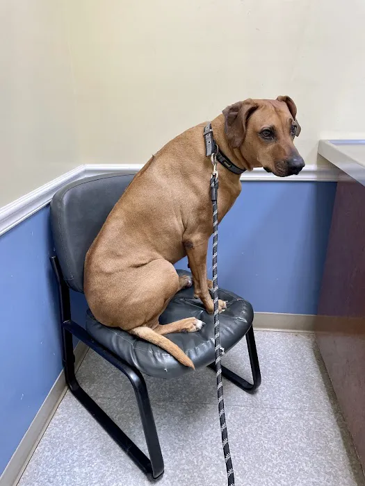 Nolensville Veterinary Hospital 12