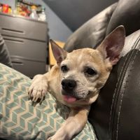 McPherson Veterinary Services ico