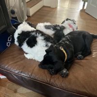 Aberlea Veterinary Life Planning, LLC ico