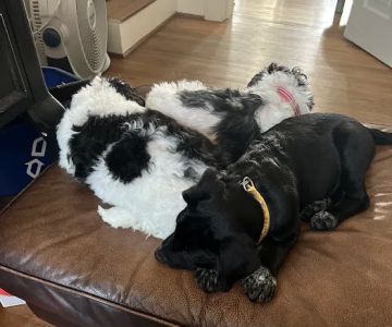 Aberlea Veterinary Life Planning, LLC