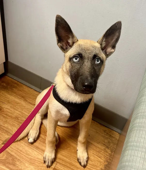 VCA Creekside Animal Hospital 12