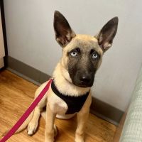 VCA Creekside Animal Hospital ico