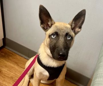VCA Creekside Animal Hospital