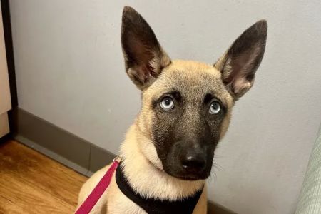 VCA Creekside Animal Hospital